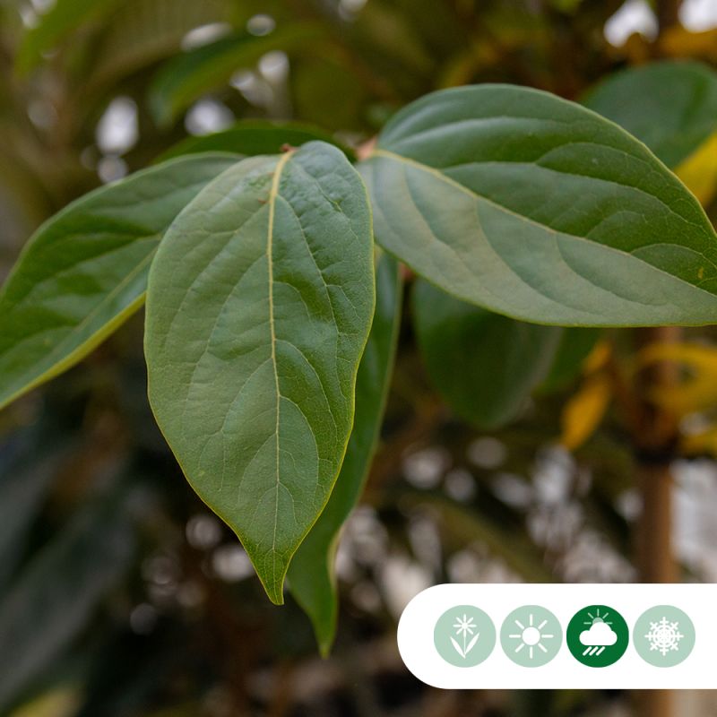 Diospyros Rojo Brilliante