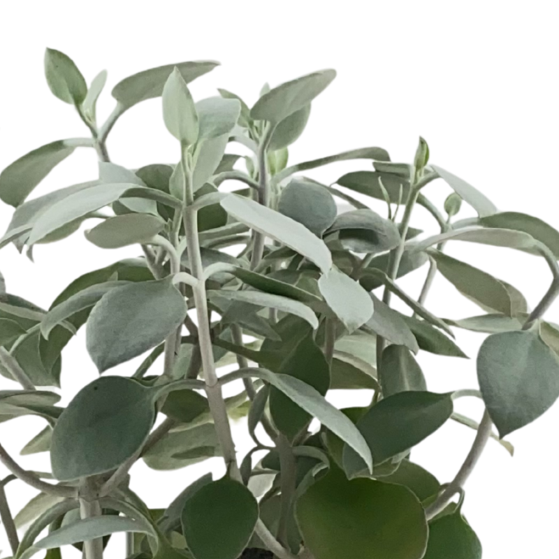 Kalanchoe hildebrandtii