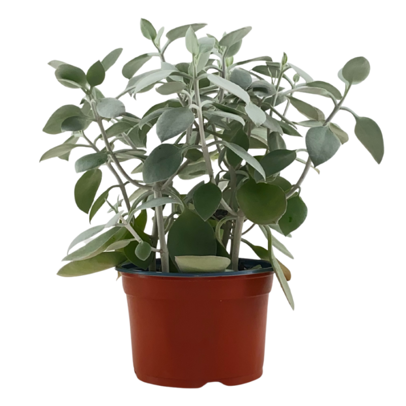 Kalanchoe hildebrandtii