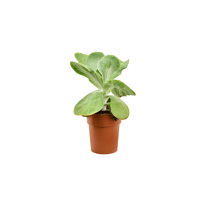 Kalanchoe thyrsiflora Variegata