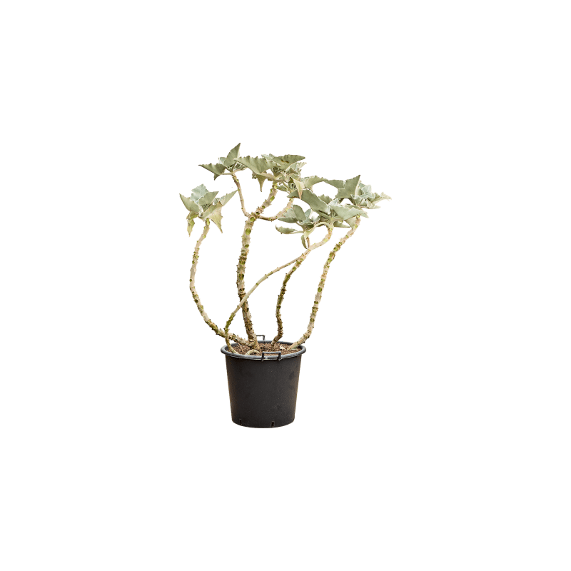 Kalanchoe beharensis vertakt