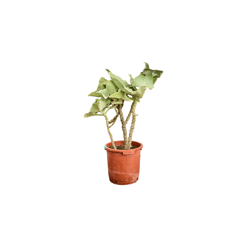 Kalanchoe beharensis vertakt