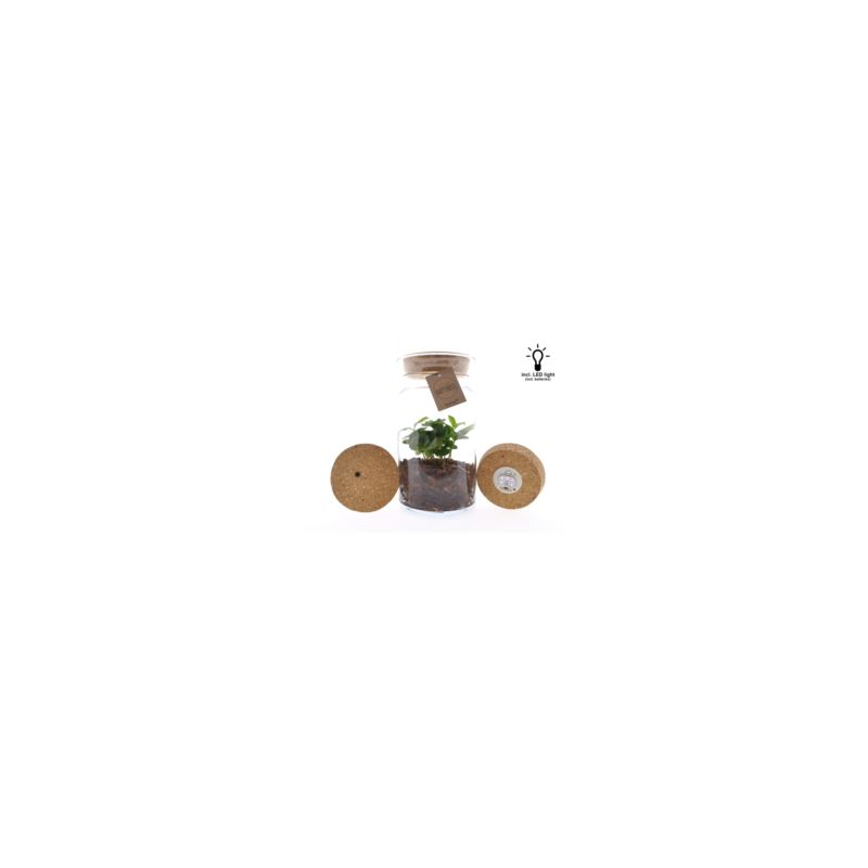 Coffea Arabica in Silt met LED-kurk