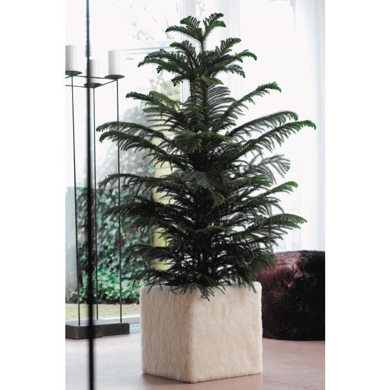 Araucaria heterophylla