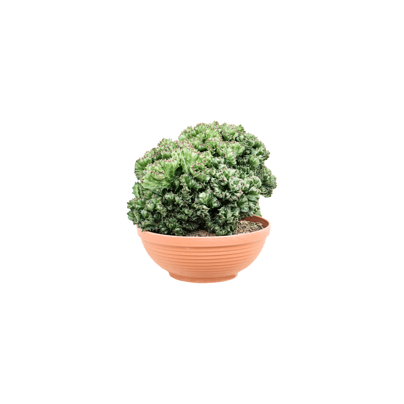 Euphorbia Cristata
