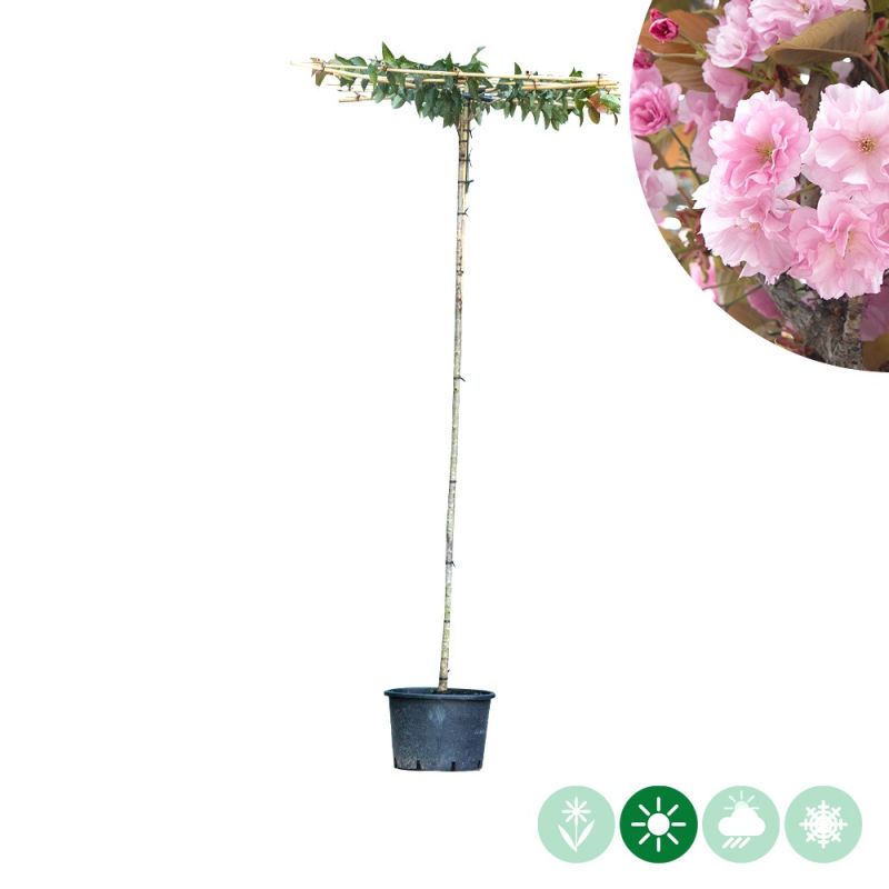 Prunus Kanzan - dakboom