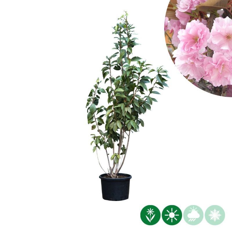 Prunus Kanzan - meerstammig