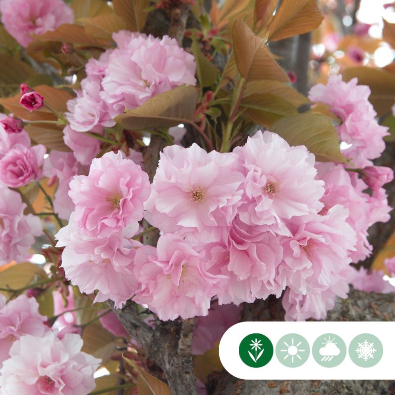 Prunus Kanzan - dakboom