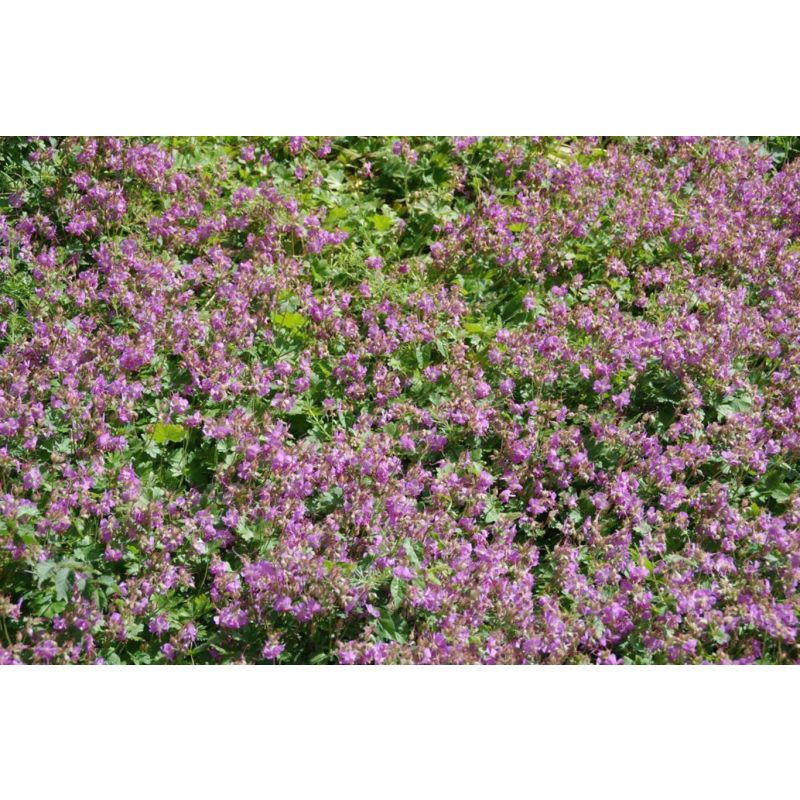 Geranium Karmina