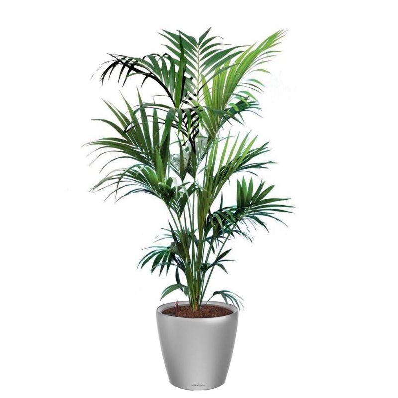 Kentia Howea in watergevende Classico zilver