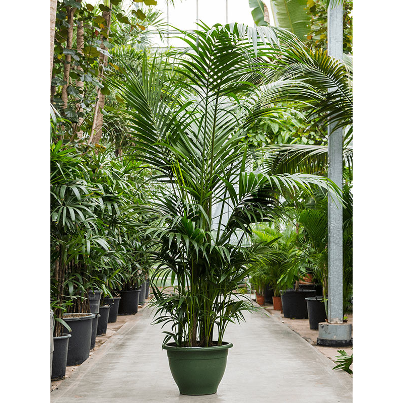 Kentia Howea XXXXL