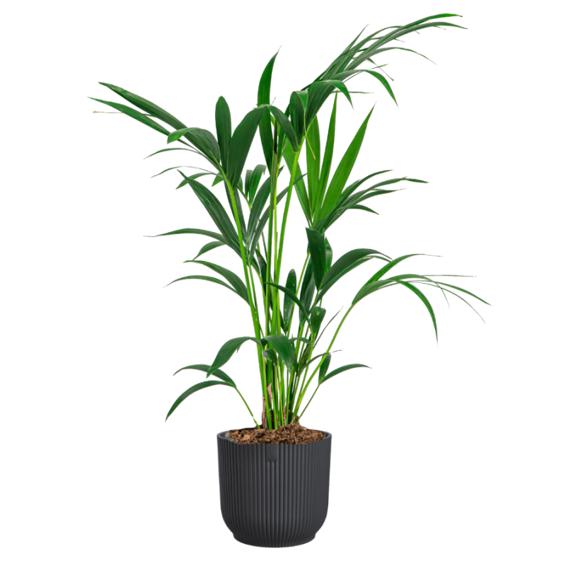 Kentia howea in Vibes antraciet