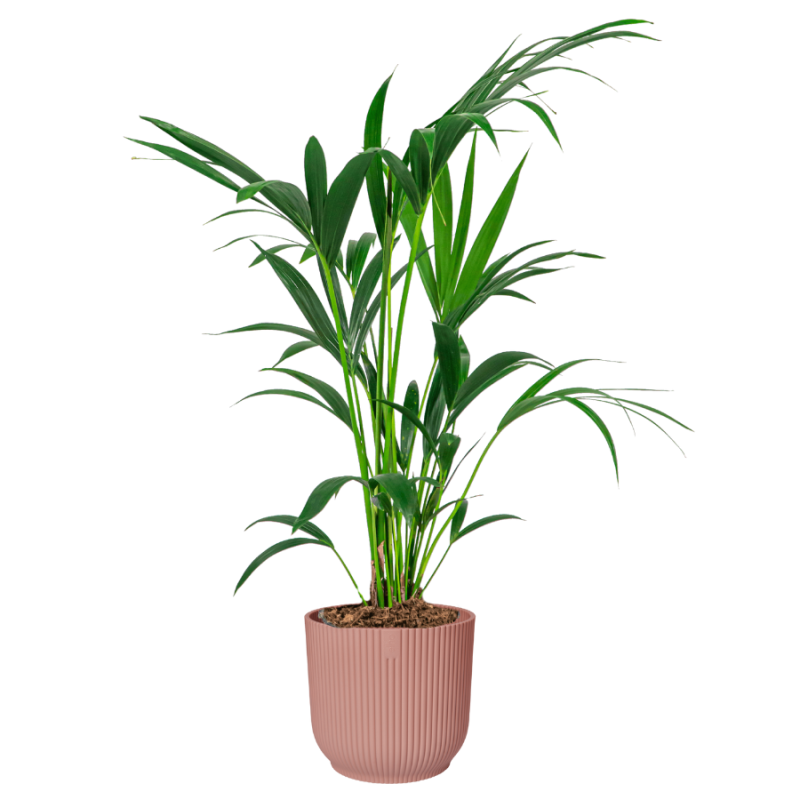 Kentia howea in Vibes roze