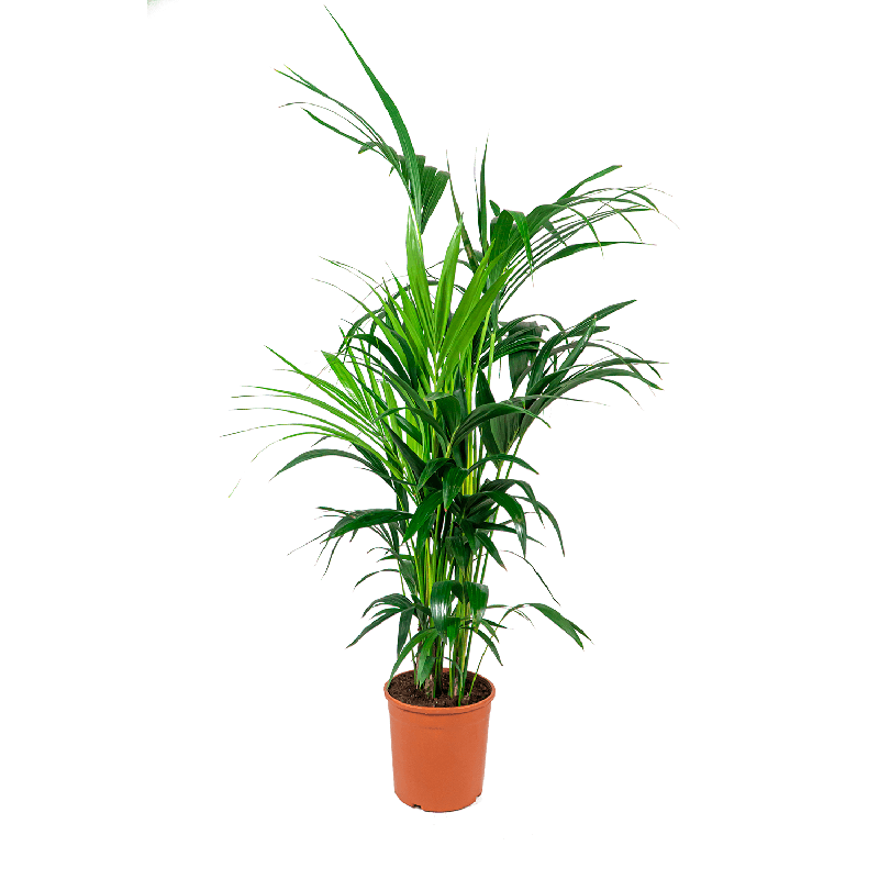 Kentia Howea