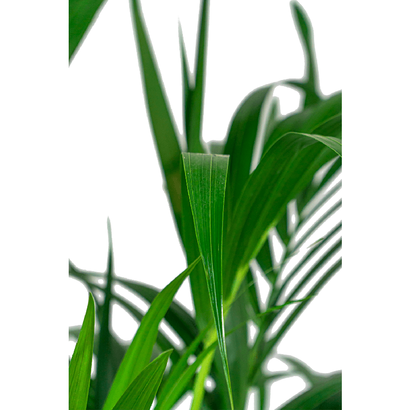 Kentia Howea in Nature Rib Egg Planter antraciet