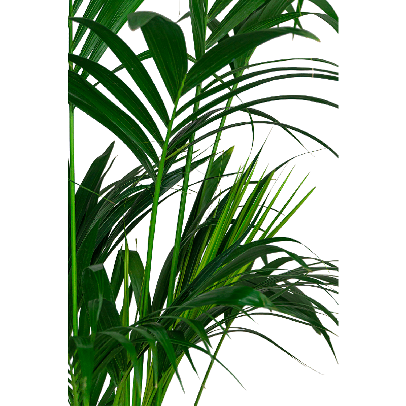 Kentia Howea in Lux Retro Egg zilver