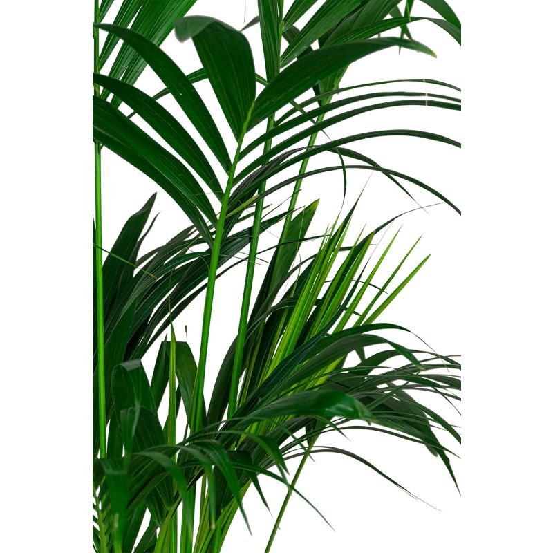 Kentia howea in Vibes blauw
