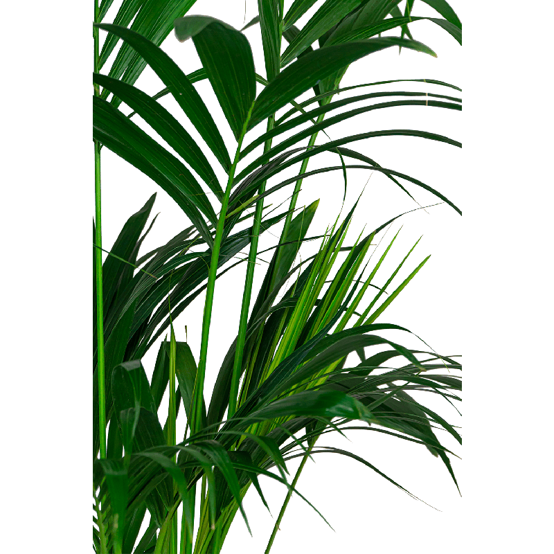 Bio voeding palmen