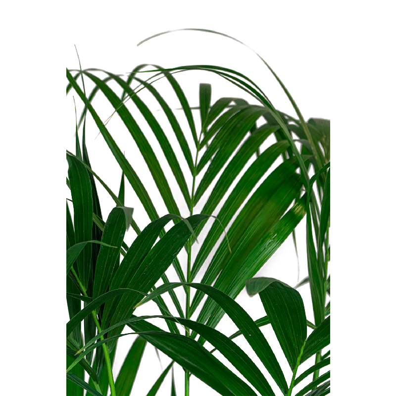 Kentia Howea in Lux Retro Egg zilver
