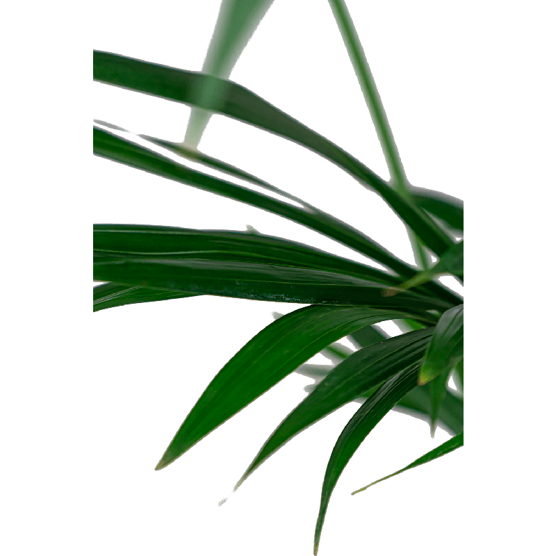 Kentia Howea in Lux Retro Egg zilver