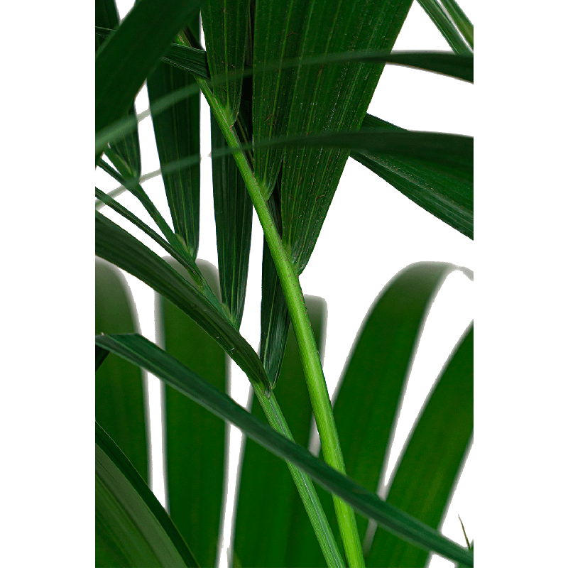 Kentia Howea in watergevende Quadro bruin