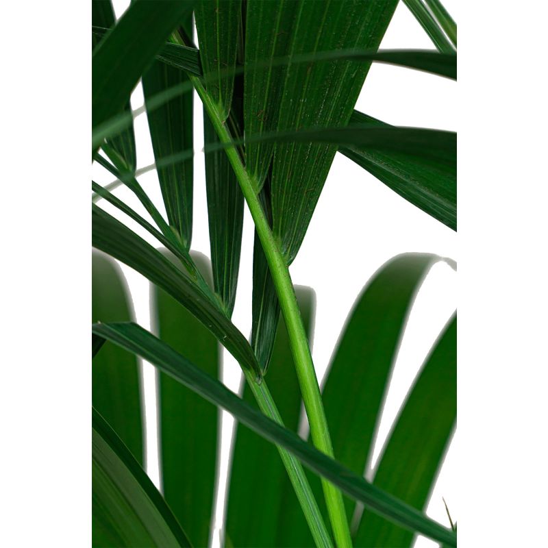 Kentia howea in Vibes blauw