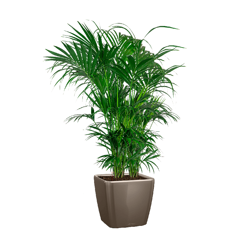 Kentia Howea in watergevende Quadro taupe