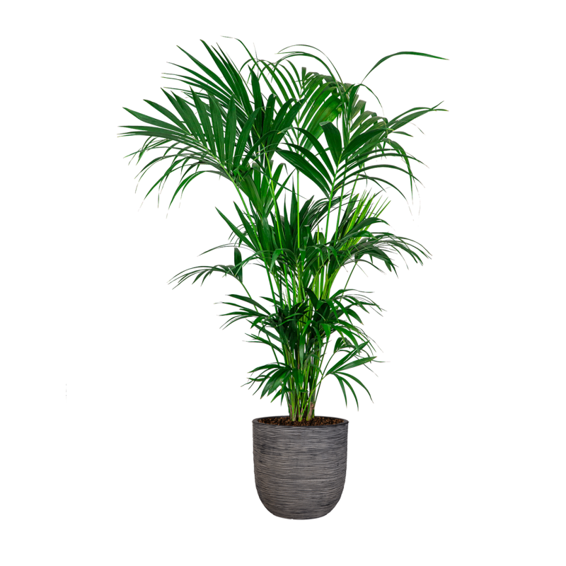 Kentia Howea XXL in Nature Rib Egg Planter antraciet