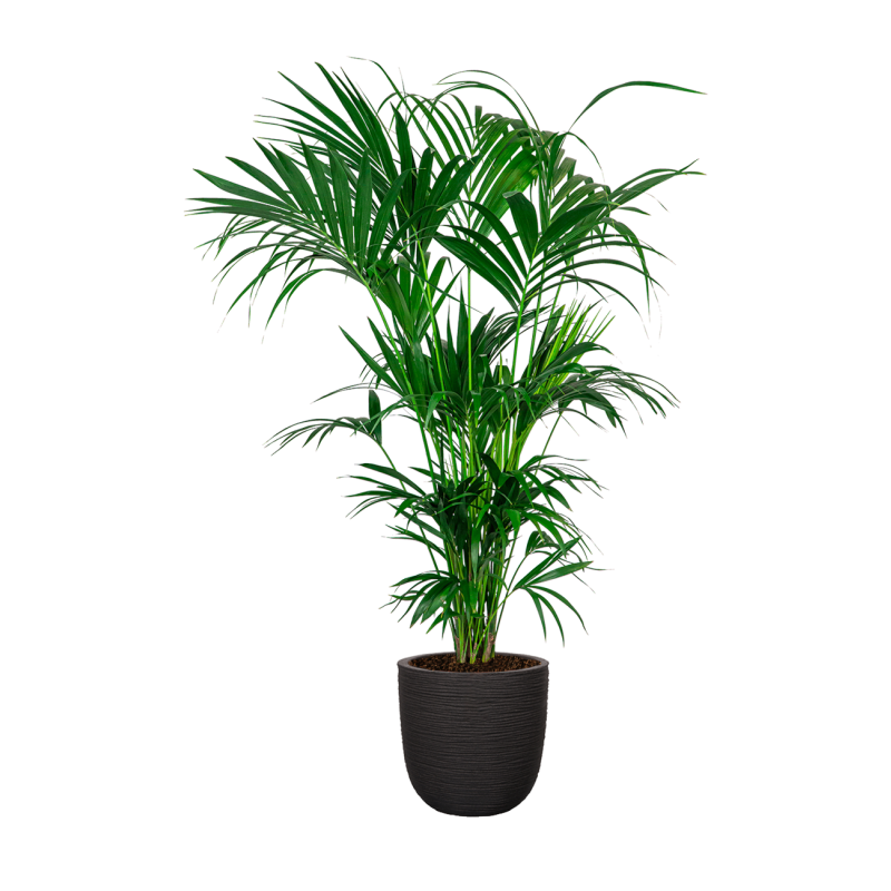 Kentia Howea XXL in Nature Rib Egg Planter zwart