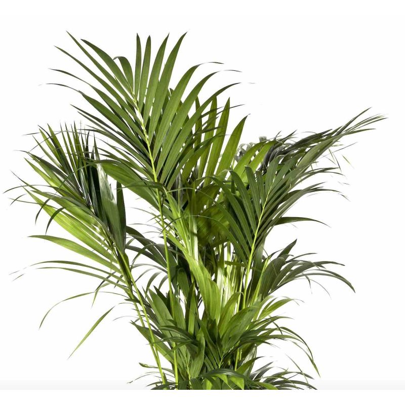 Kentia Howea XXL