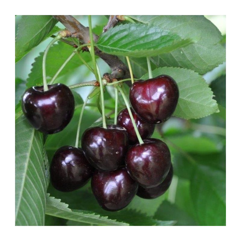 Prunus Avium Early Rivers - leiboom