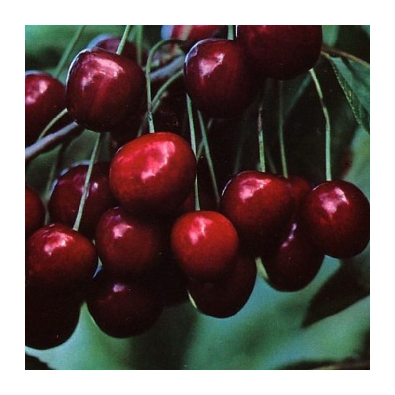 Prunus Avium 'Stella' - leiboom