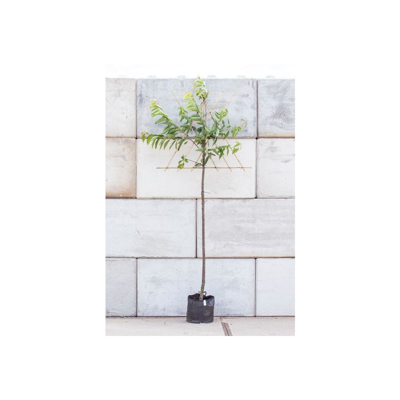Prunus Bigarreau Burlat - leiboom hoogstam