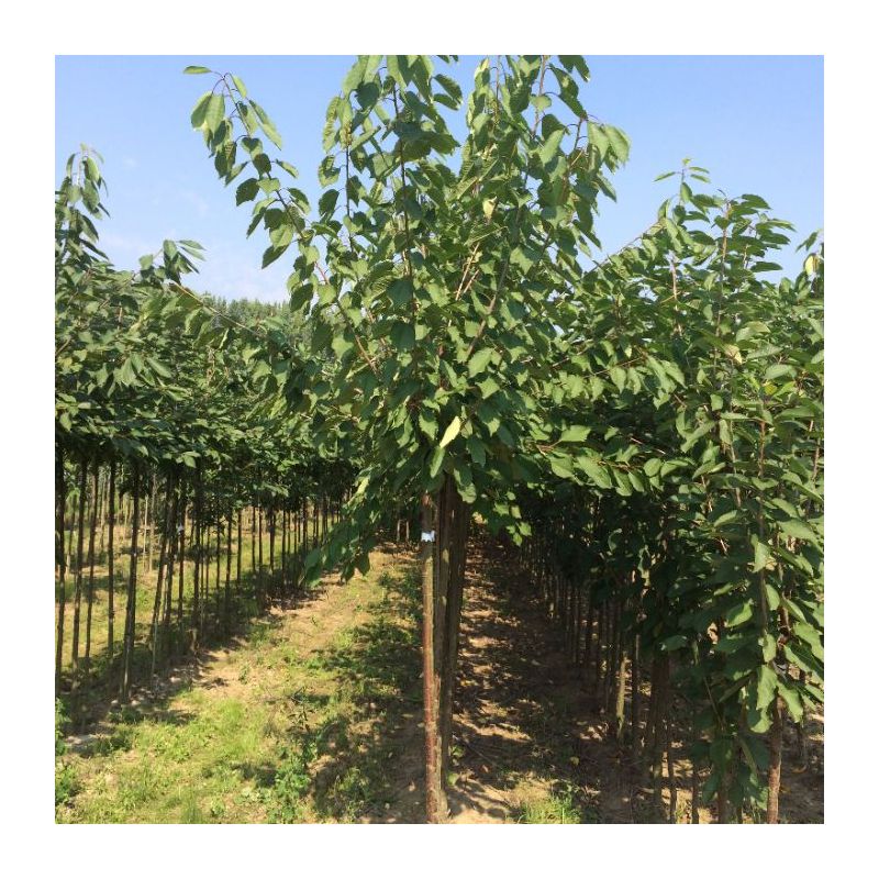 Prunus Varikse Zwarte