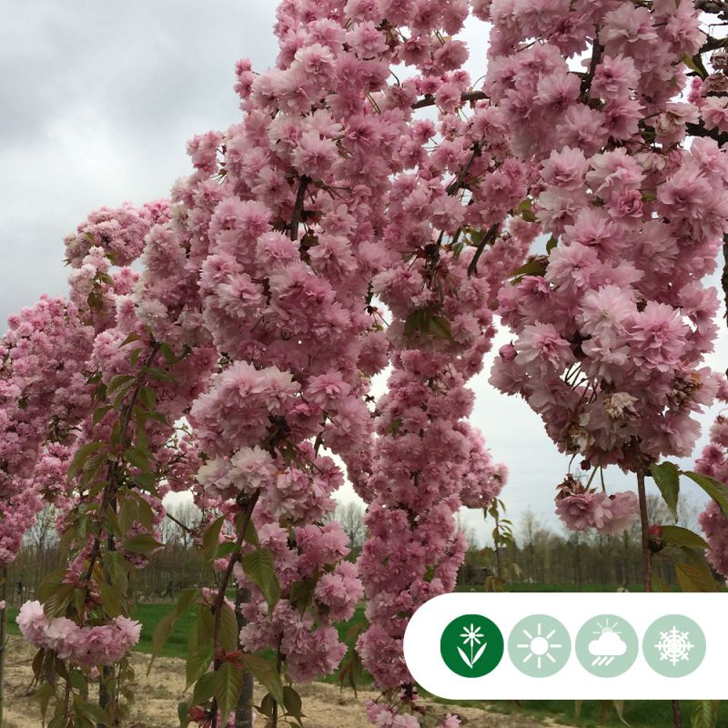 Prunus Kiku-Shidare-Zakura