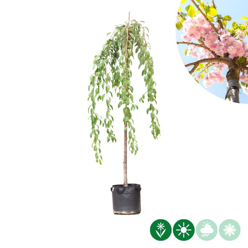 Prunus Kiku-Shidare-Zakura