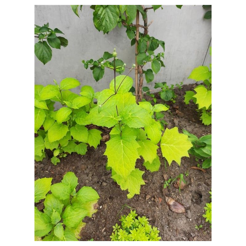 Kirengeshoma palmata 