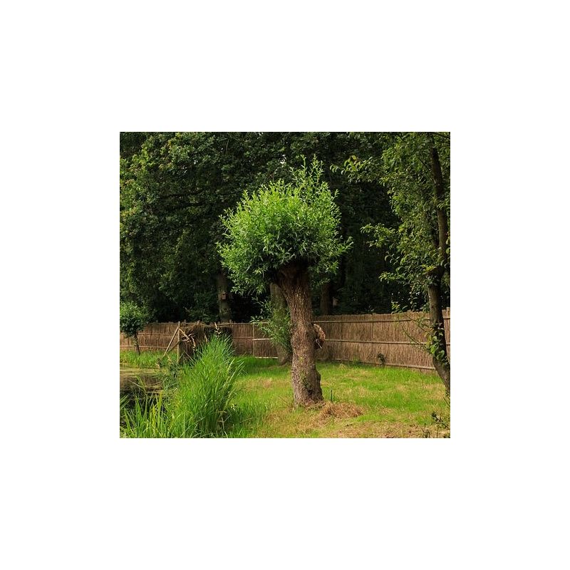 Salix alba - bolvorm
