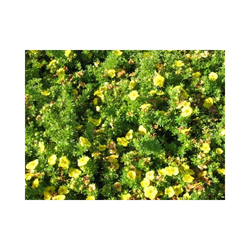 Potentilla Kobold