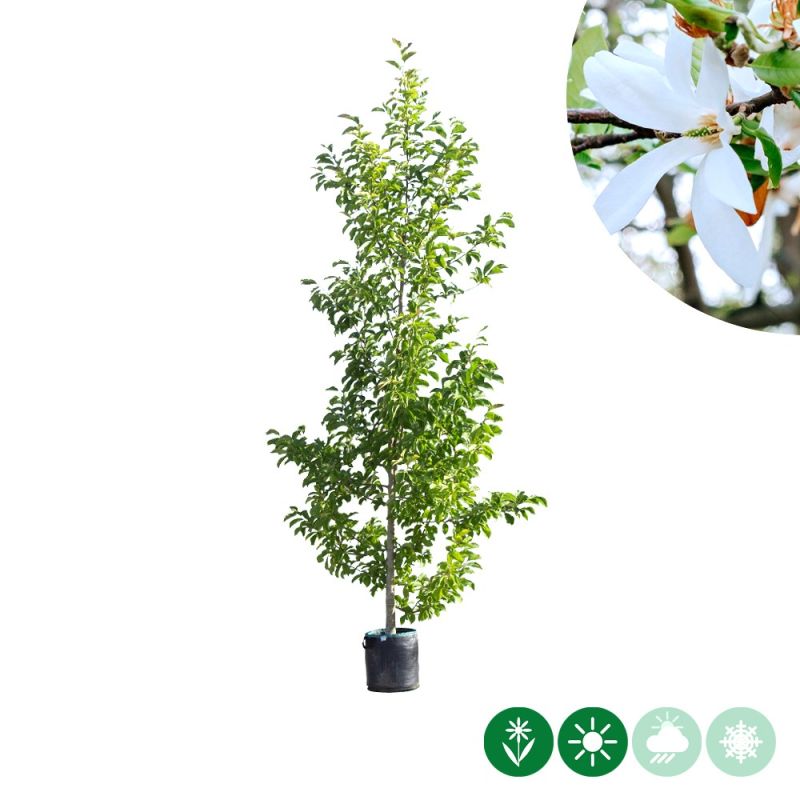 Magnolia Kobus - laagstam