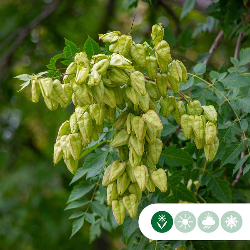 Koelreuteria paniculata
