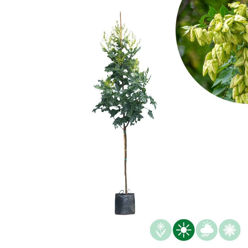 Koelreuteria paniculata