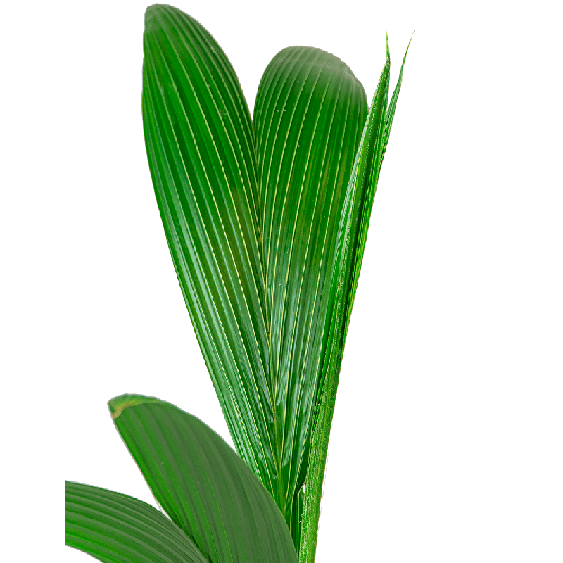 Cocos Nucifera