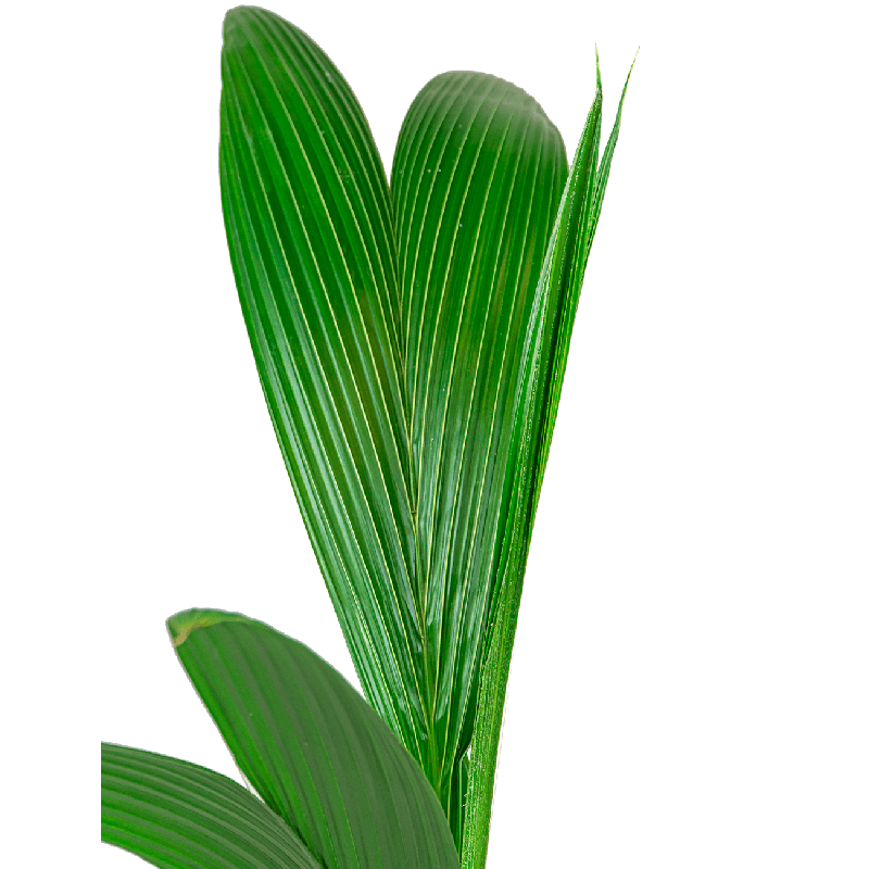 Cocos nucifera
