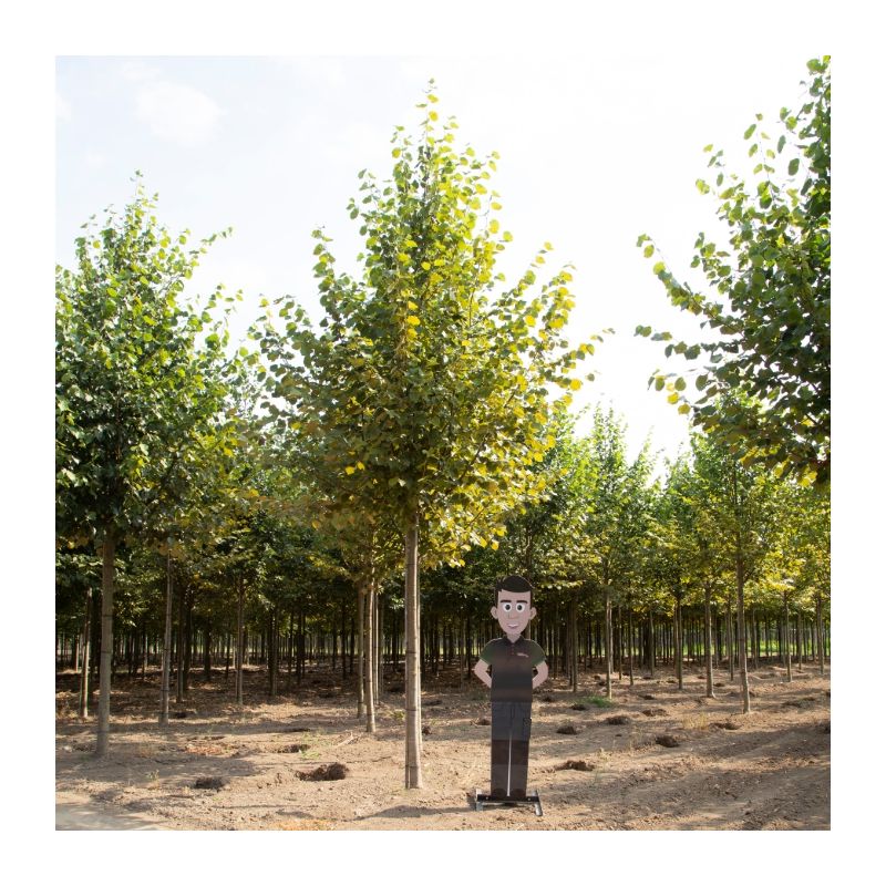 Tilia Pallida - volgroeid