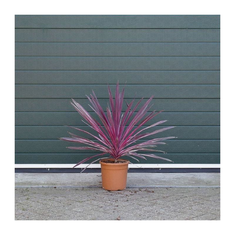 Cordyline Australis 'Pink Passion'