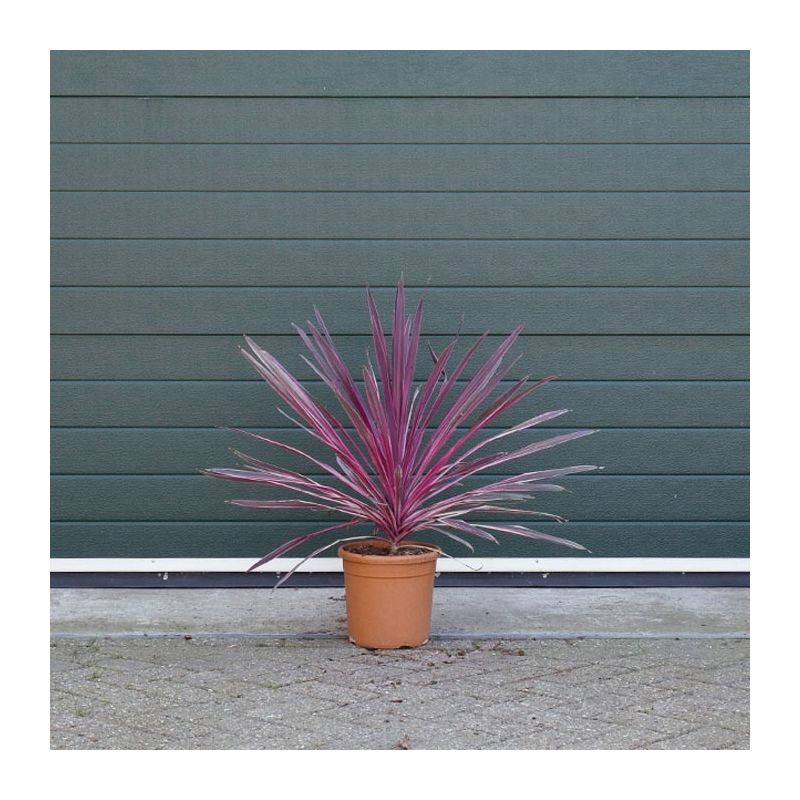 Cordyline Australis Pink Passion