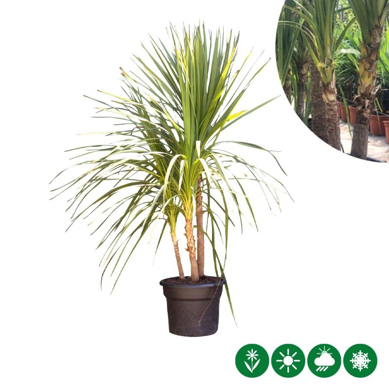 Cordyline indivisa - meerstammig
