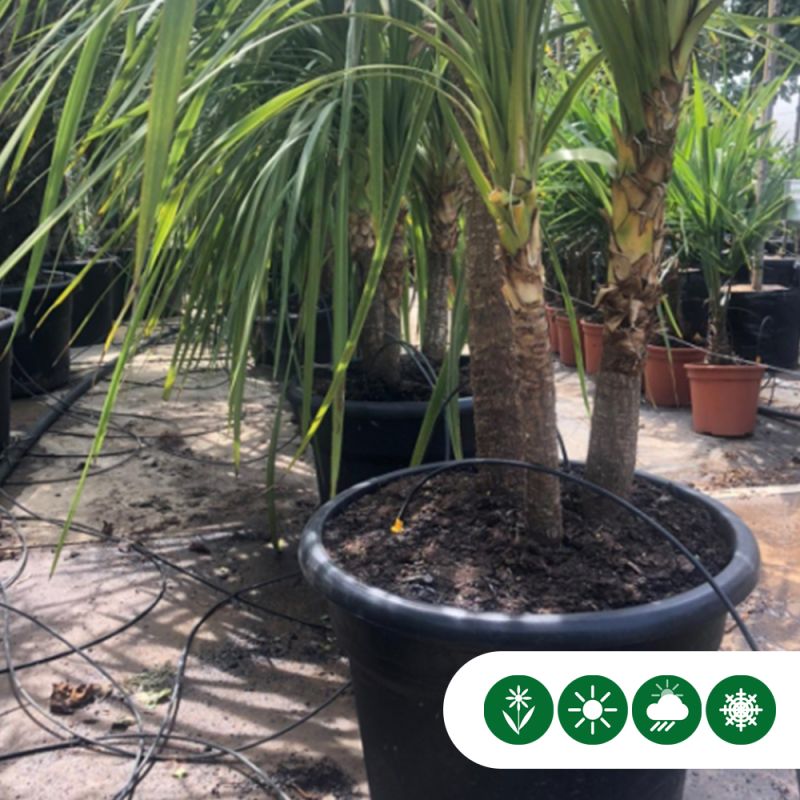 Cordyline indivisa - meerstammig