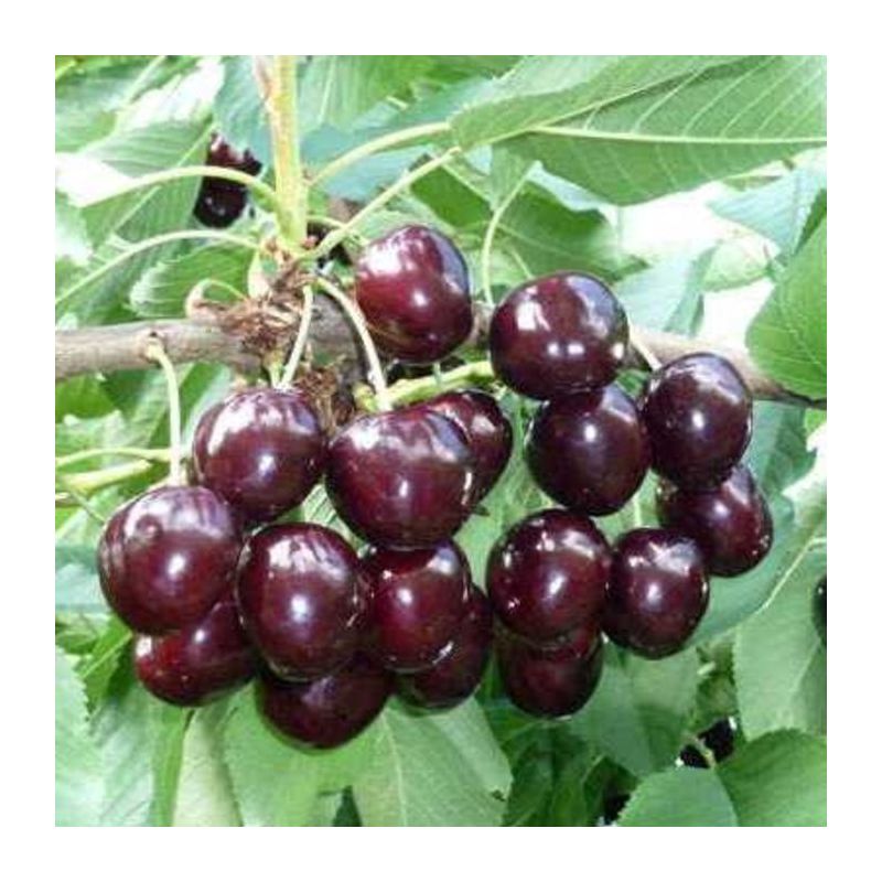 Prunus Kordia